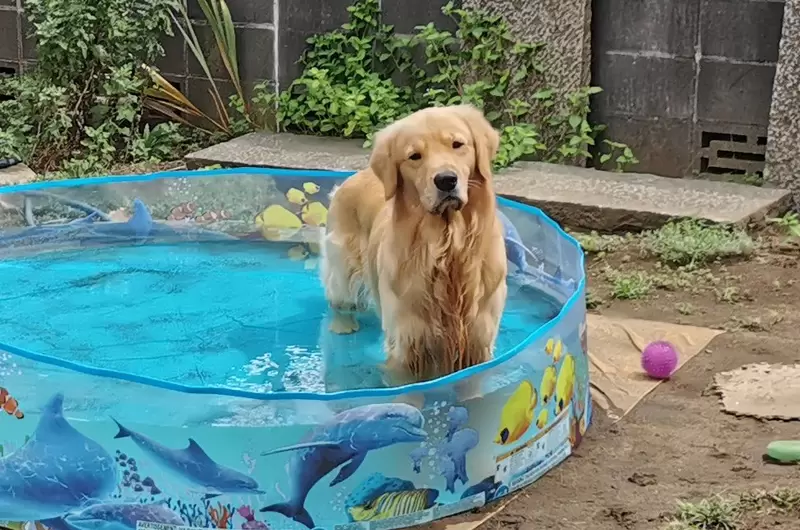 《弄壞塑膠游泳池的狗》送牠新泳池卻露出這個表情 究竟是喜歡還是討厭引爆網友議論 | 宅宅新聞