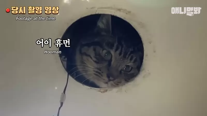 廁所鑽進貓貓直接變成《生物監視系統》上廁所再也不是一件孤單的事？ | 宅宅新聞