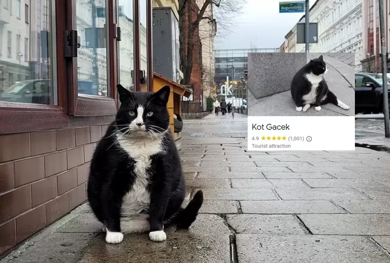 《流浪貓成為波蘭城市景點》不但吸引了大量遊客前去探訪，在google上甚至還獲得5星好評 | 宅宅新聞