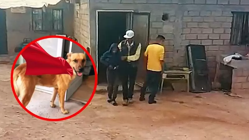 《墨西哥狗狗神救援》84歲老爺爺失蹤一週，靠著飼養的狗狗找到並成功獲救 | 宅宅新聞