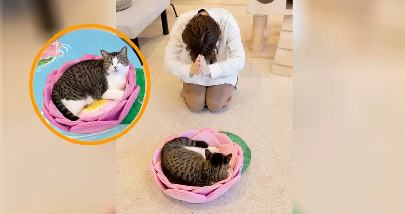 有神快拜《貓咪用蓮花坐墊》讓自家毛孩舒服的躺在上面保佑你一家平安 | 宅宅新聞