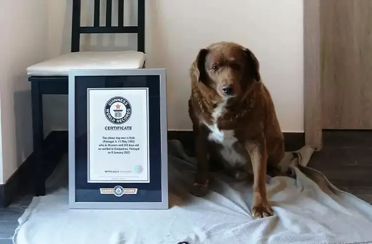 金氏世界記錄認證《世界最長壽的狗》以30歲又266天刷新紀錄 | 宅宅新聞