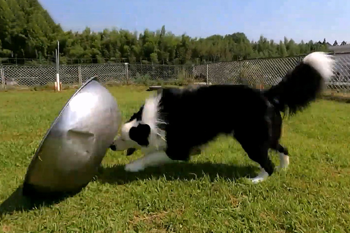【趣聞】狗狗讓大碗轉動30秒以上不跌！邊境牧羊犬展示強大能力 (片) | 劍心．回憶