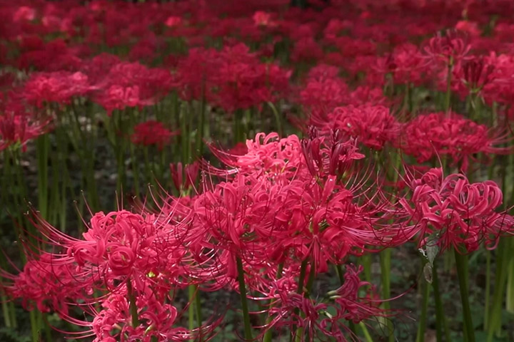 【景點】23萬彼岸花鮮紅色盛放！千葉村上綠地公園淒美現場 (片) | 劍心．回憶
