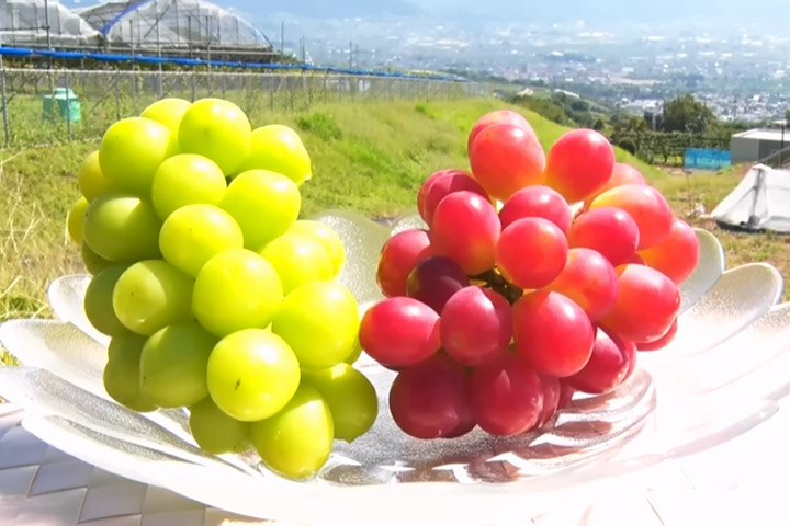 【美食】日本葡萄新品種「陽光紅」出擊！香印紅色版但香氣更勝一籌 (片) | 劍心．回憶
