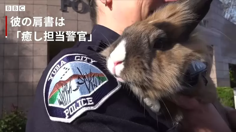 《警察局裡的療癒兔子警官》別人上班摸魚，這裡的警員上班摸兔這爽度就不一樣 | 宅宅新聞