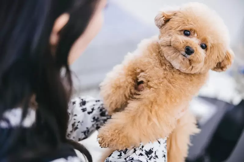 網友票選《覺得最可愛的狗狗品種》能超越貴賓犬跟吉娃娃的人氣狗狗會是哪一種呢？ | 宅宅新聞