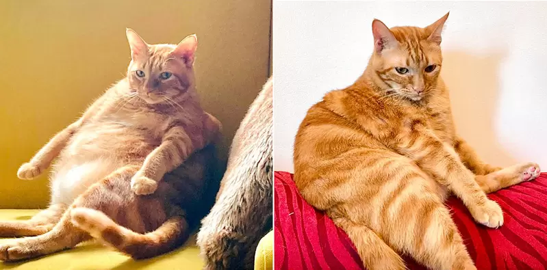 網友分享《減肥前後的貓貓對比》雖然胖胖的比較可愛但還是瘦一點比較健康啦 | 宅宅新聞