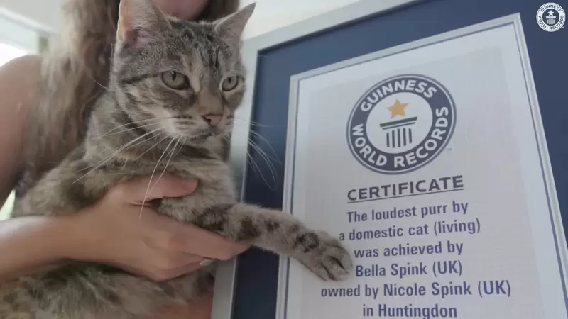 《世界最大聲的家貓呼嚕聲》14歲的虎斑貓「貝拉」成功拿下金氏世界紀錄認證 | 宅宅新聞