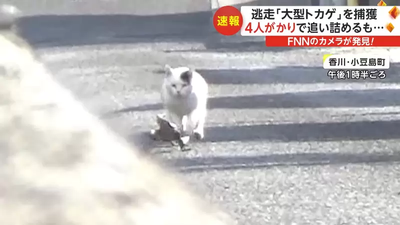 《貓咪追趕大蜥蜴》小豆島民眾目擊蜥蜴用生命在逃跑的瞬間 | 宅宅新聞