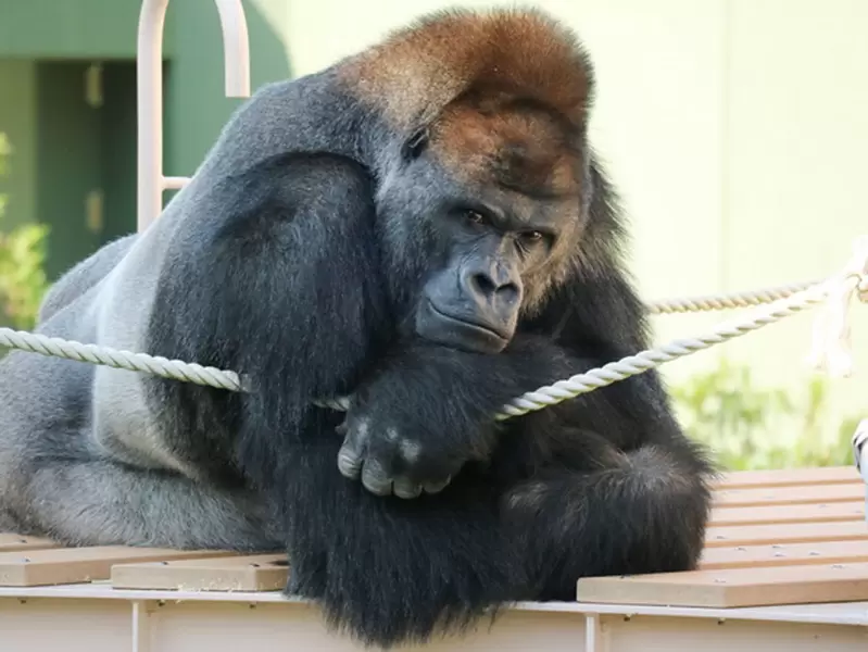 東山動植物園《超帥大猩猩Shabani》帥到曾經出過個人寫真集的動物明星 | 宅宅新聞