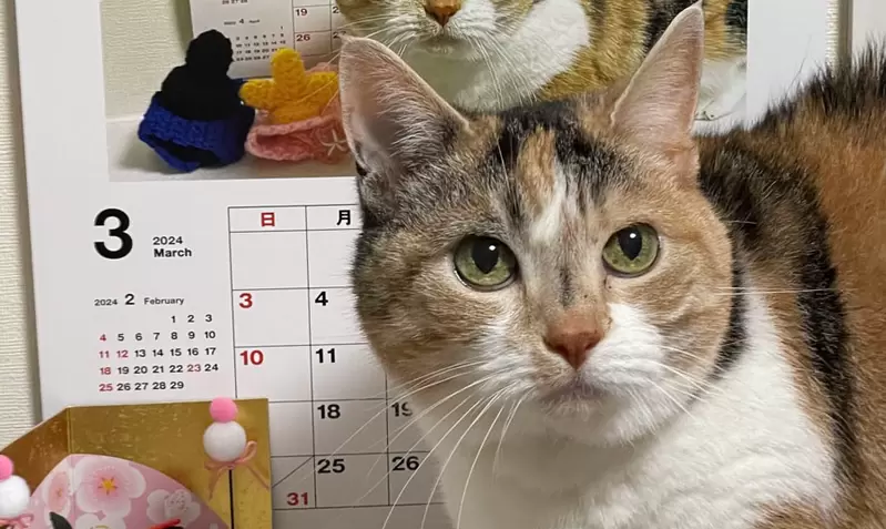 從2015年持續至今的《貓咪月曆》今年還玩出了「德羅斯特效應」也太有趣了吧 | 宅宅新聞