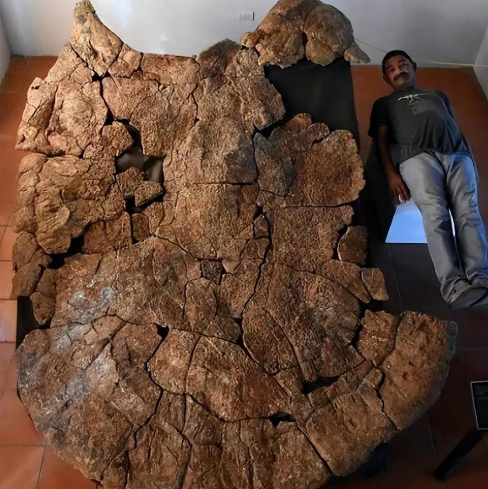 36張「活久見」的化石圖片，重1.25噸的巨型龜殼化石，5cm長的巨型螞蟻