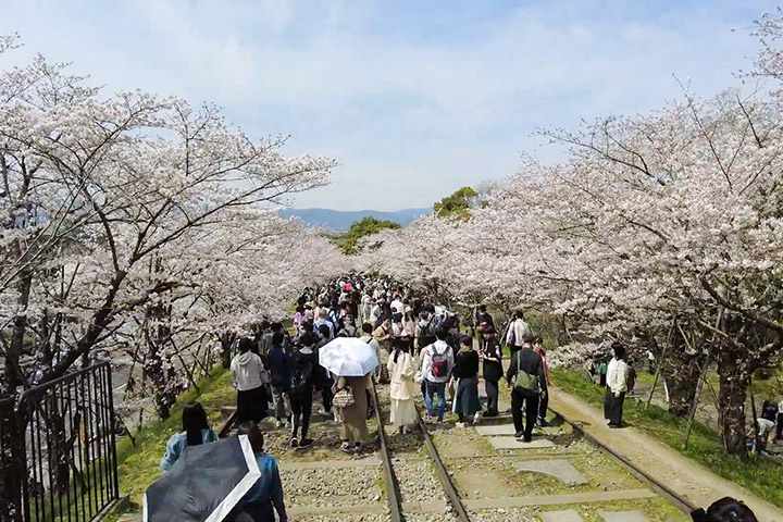 【景點】京都蹴上傾斜鐵道櫻花滿開配合藍天絕美但又再次爆多人 (片) | 劍心．回憶