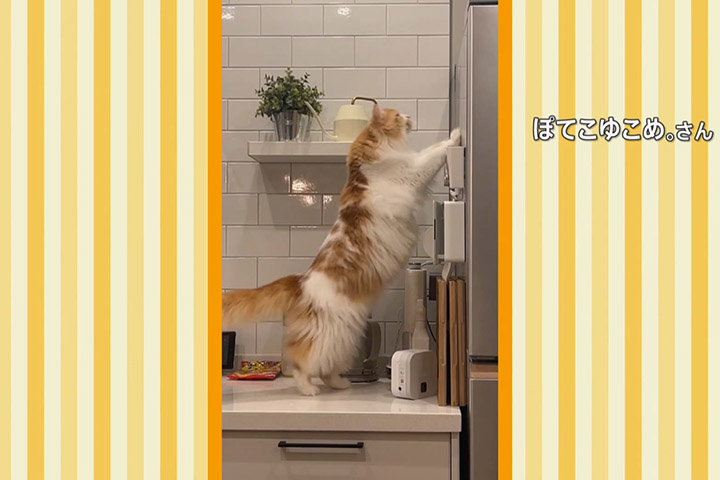【趣聞】挪威森林貓無法跳上冰箱笨而可愛！原因只是太胖太重 (片) | 劍心．回憶