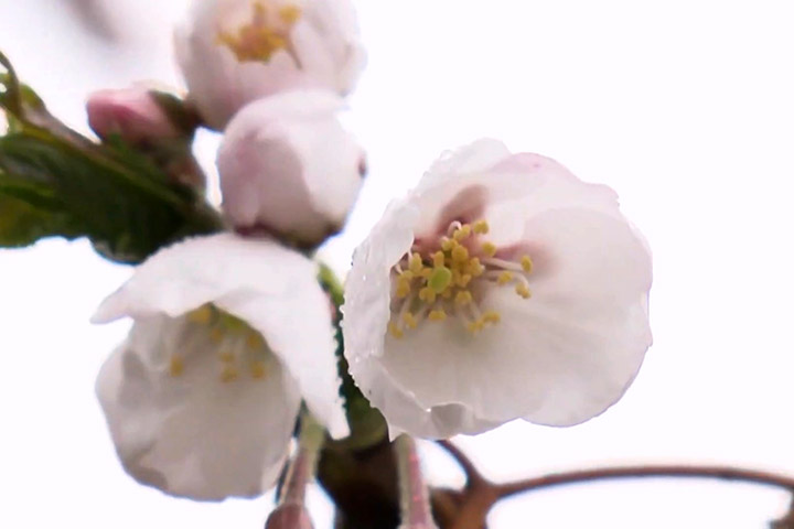【天氣】札幌函館櫻花開花史上第二早！日本櫻花季節步入尾聲 (片) | 劍心．回憶