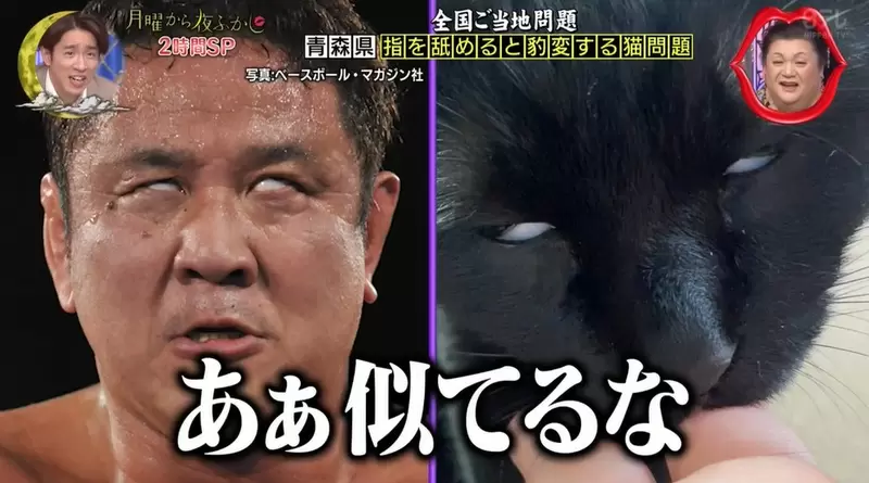 舔手指會爽到翻白眼的貓 網友開玩笑表示這表情跟摔角手「永田裕志」用力時一模一樣XD | 宅宅新聞