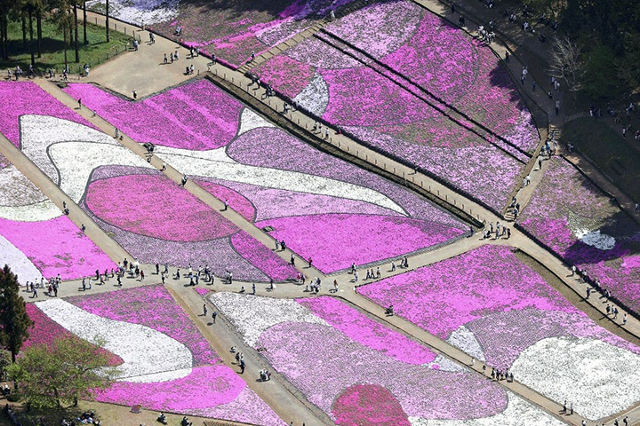 【景點】秩父羊山公園芝櫻盛放現場！40萬棵不同顏色帶來漂亮圖案 (片) | 劍心．回憶