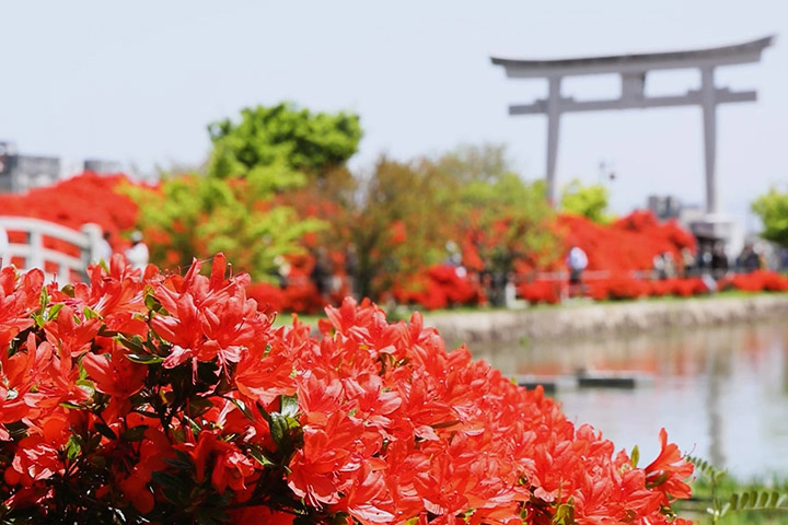 【景點】京都杜鵑花盛放形成紅色參道！長岡天滿宮滿開現場 (片) | 劍心．回憶